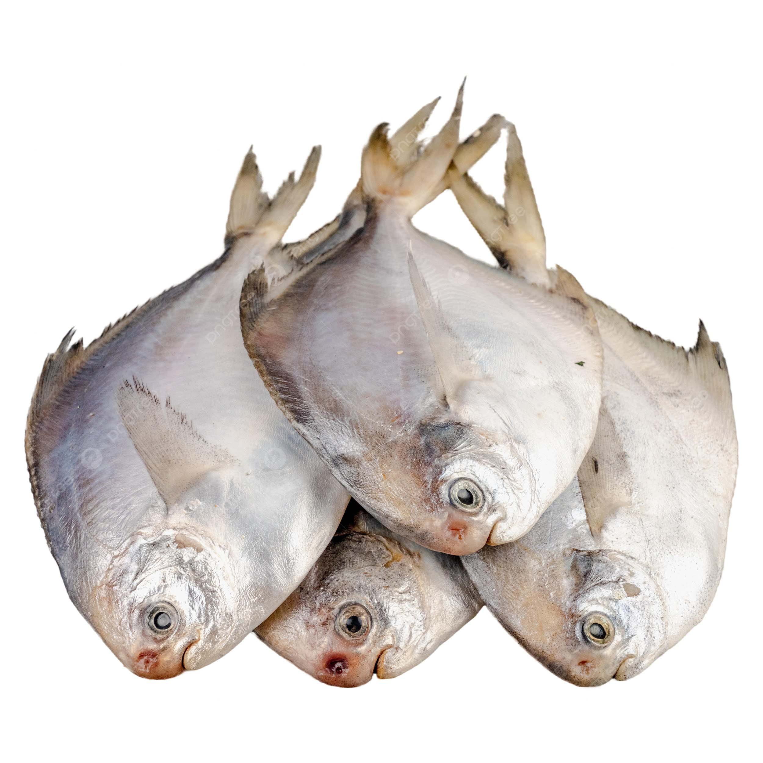 Seafood & Aquatic Products