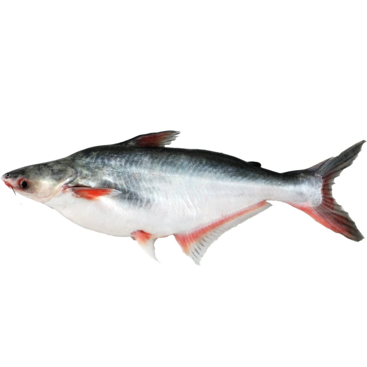 Seafood & Aquatic Products